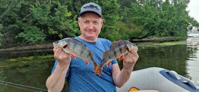 Eurasian perch