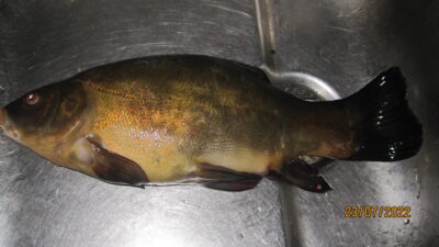 Tench, 0.6 kg