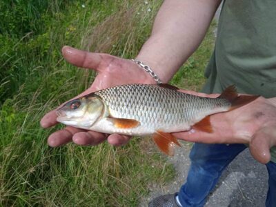 Rudd, 0.5 kg — Žibartonių I-asis