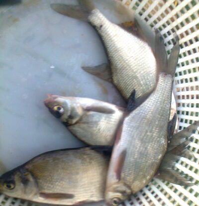 Carp bream ×4