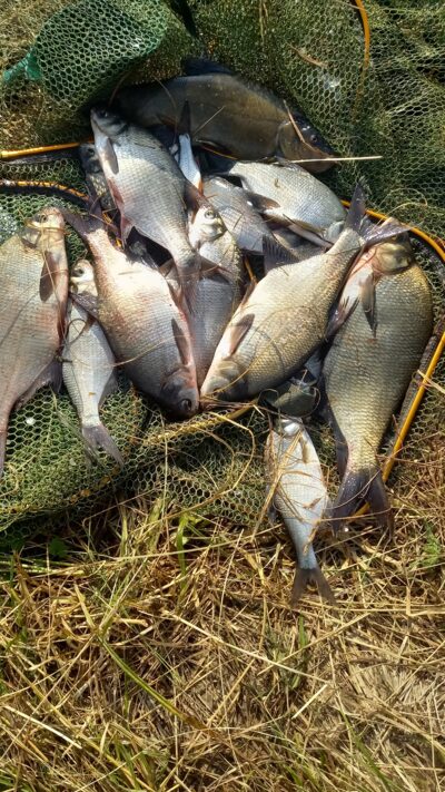 Carp bream — Naudvario