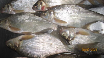 Carp bream ×9 — Pakumulšių II-asis