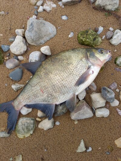 Carp bream