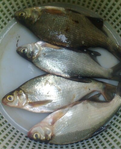 Silver Bream ×4 — Pakumulšių II-asis