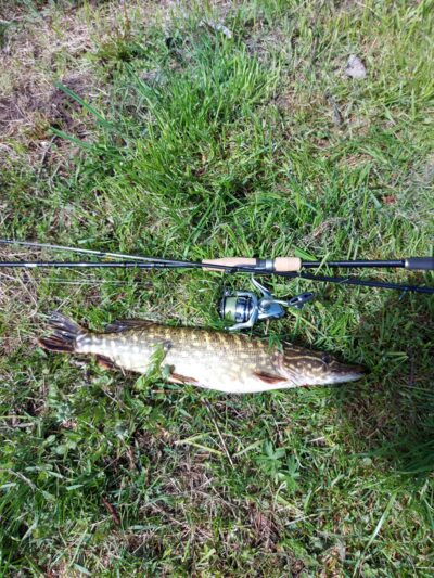 Northern Pike, 1.3 kg