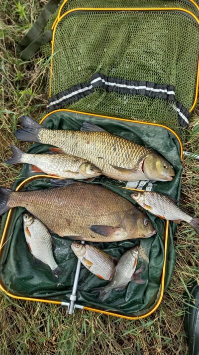 Carp bream — Neman River