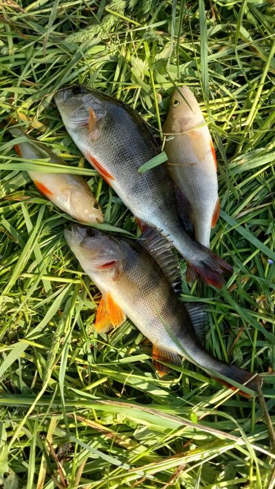 Eurasian perch ×4