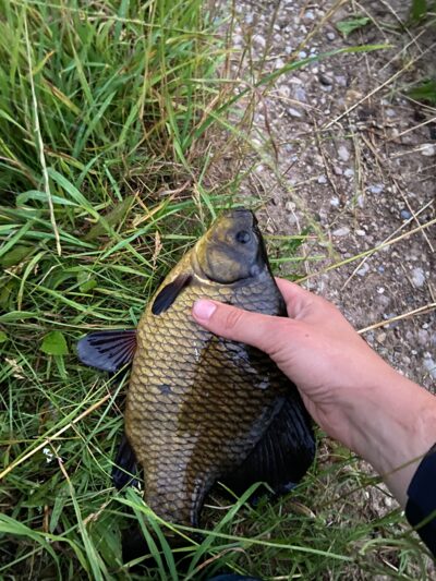 Crucian carp, 0.5 kg — Leliūnų