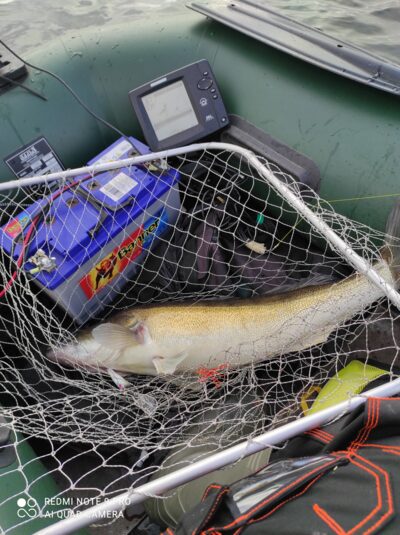 Pike perch, 4.6 kg