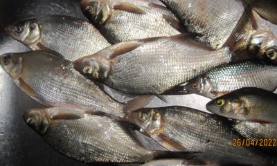 Carp bream ×8 — Pakumulšių II-asis