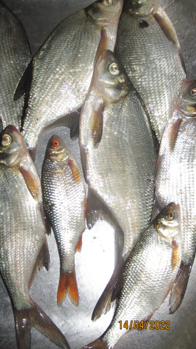 Carp bream ×8