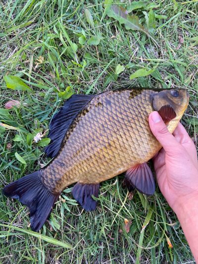 Crucian carp, 0.8 kg — Leliūnų