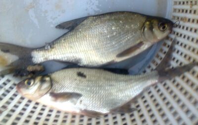 Carp bream ×2