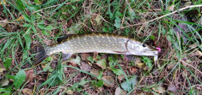 Northern Pike, 1.5 kg — Шешупе