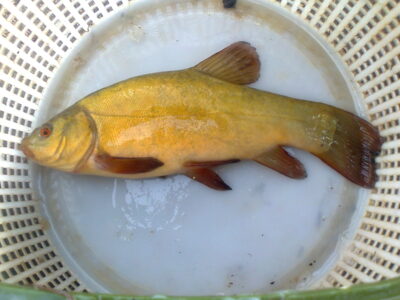 Tench
