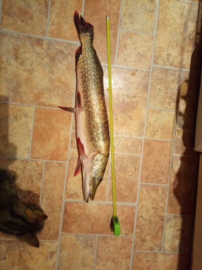 Northern Pike, 3.5 kg