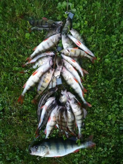 Eurasian perch ×32 — Sartai