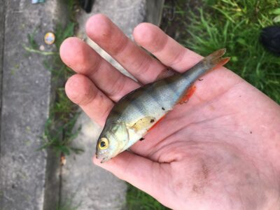 Eurasian perch — Danė