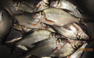 Carp bream ×15