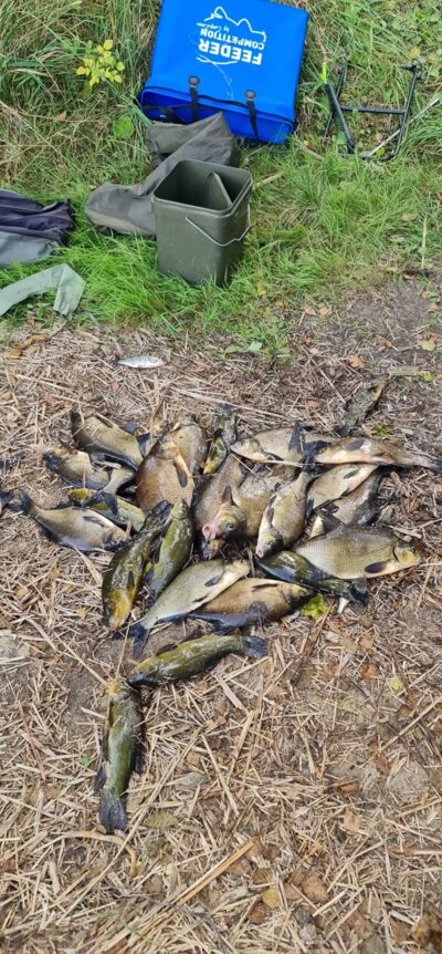 Carp bream, 1.3 kg — Bijotė
