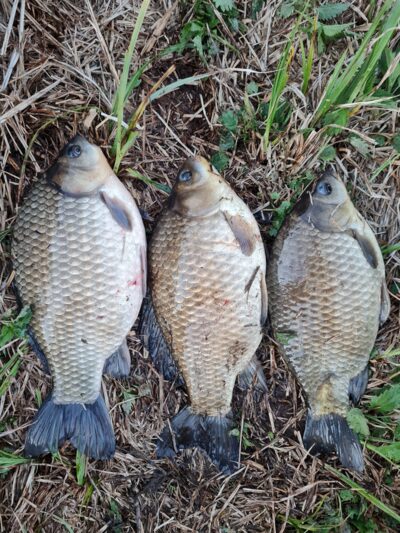 Prussian carp ×3