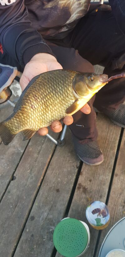 Prussian carp