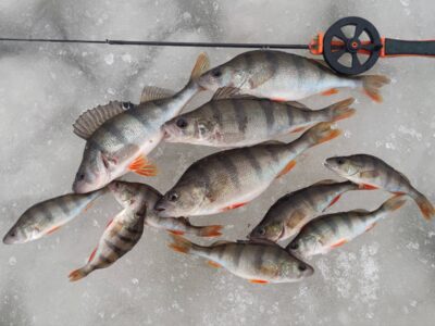 Eurasian perch