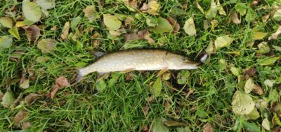 Northern Pike