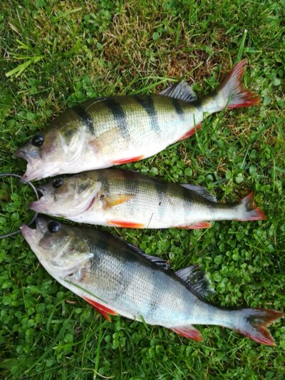 Eurasian perch ×3 — Sartai