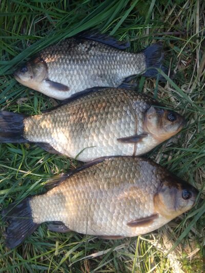 Prussian carp ×3
