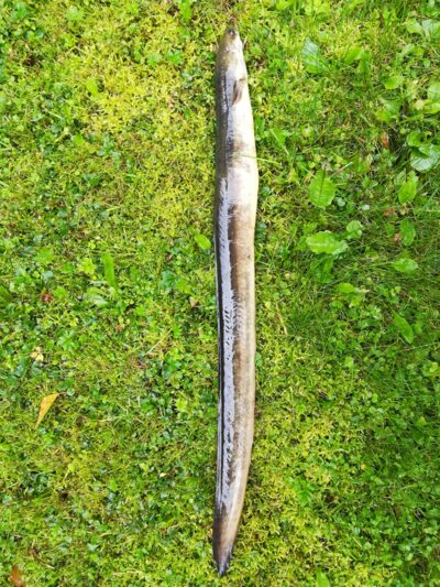 European eel, 0.5 kg — Sartai