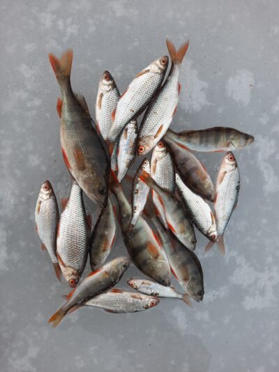 Eurasian perch ×8