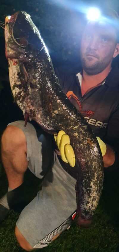 Wels catfish
