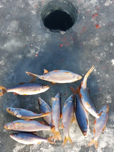 Roach ×11
