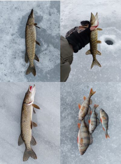 Northern Pike ×3