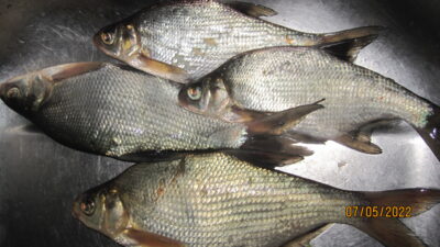 Carp bream ×4 — Pakumulšių II-asis