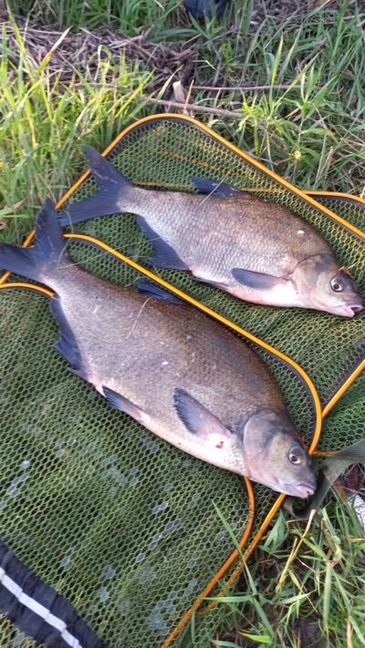 Carp bream ×2 — Neman River