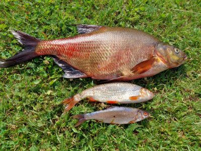 Carp bream