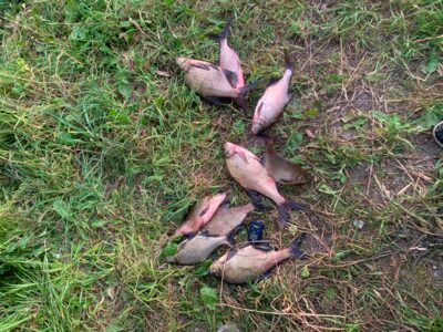 Carp bream ×9 — Rubikių