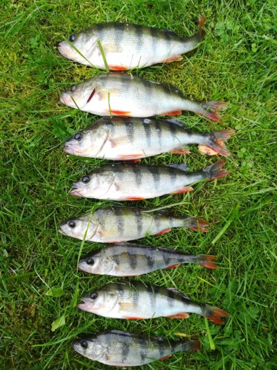 Eurasian perch — Sartai