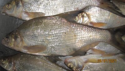 Carp bream ×11 — Pakumulšių II-asis