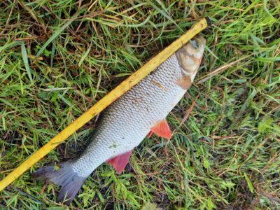 chub, 0.6 kg