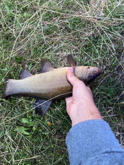 Tench, 0.5 kg — Leliūnų