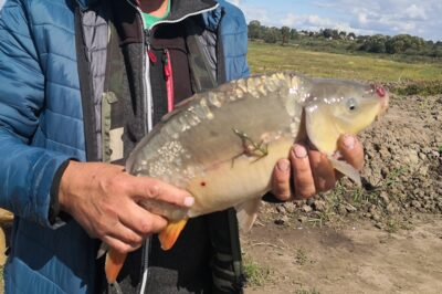 Mirror carp, 2.5 kg
