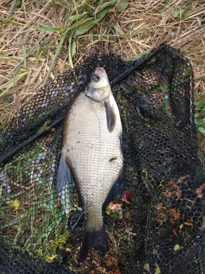 Carp bream