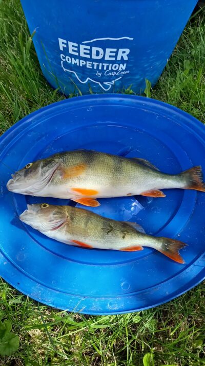 Eurasian perch ×2 — Naudvario