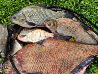 Carp bream — Neman River