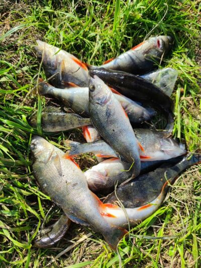Eurasian perch — Neman River