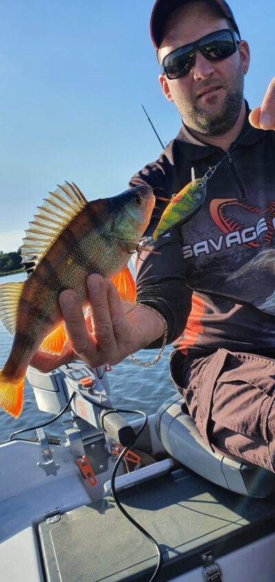 Eurasian perch