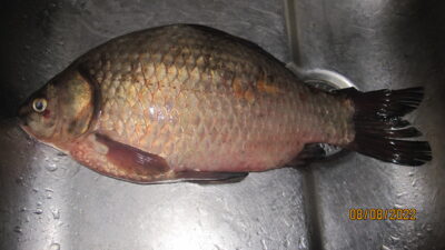 Prussian carp, 0.8 kg